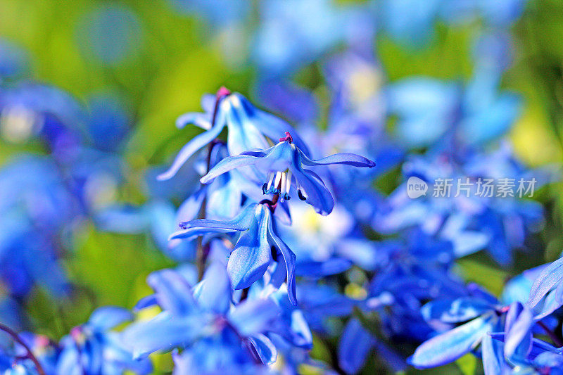 蓝色Scilla siberica花-西伯利亚蓝星